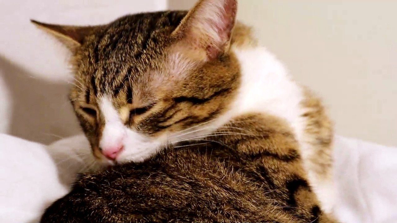 Cat Coats Must Always Be Clean