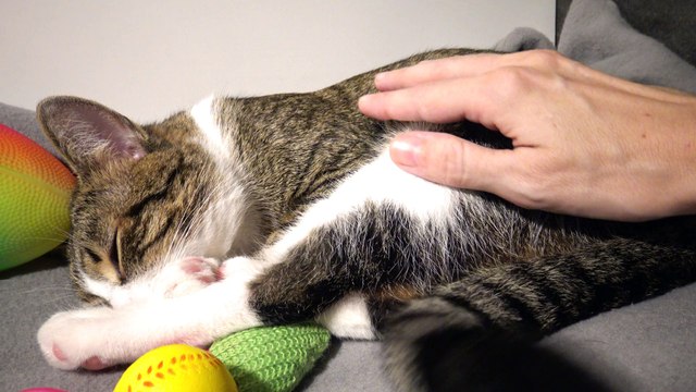 Cat Scratches His Eyes with His Little Paw