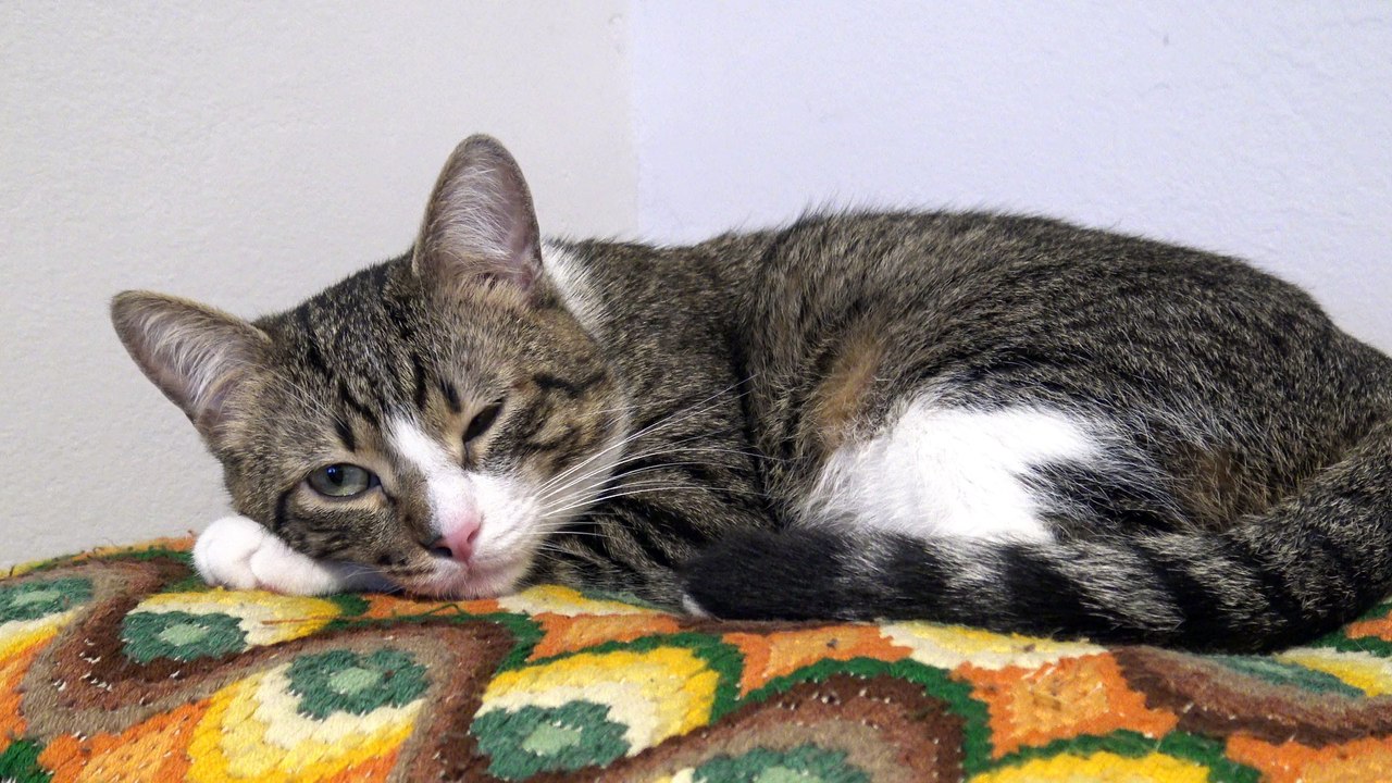 Cute Cat Falls Asleep