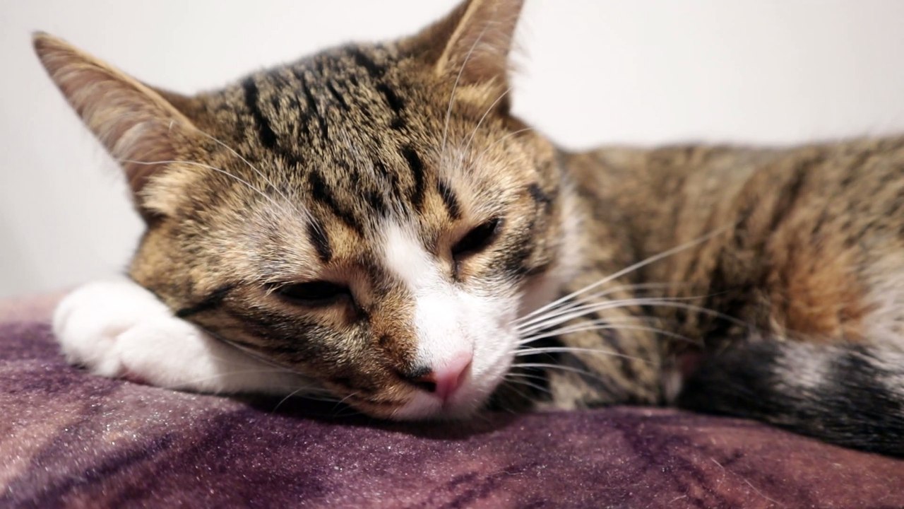 Nose Boops Make Cat Stretch His Toes