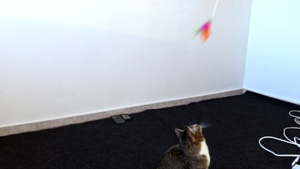 This Cat Loves Playing