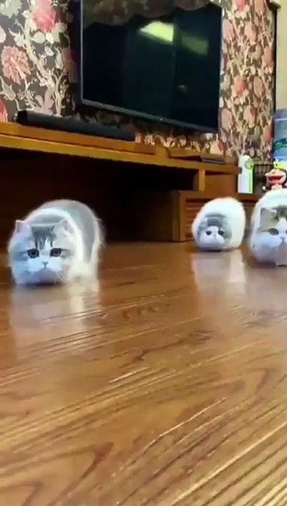 Funny cats