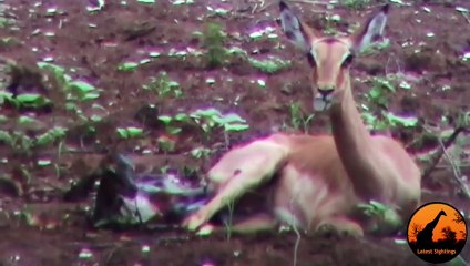 Unbelievable  Leopard Hesitates Before Taking Out An Impala Lamb At Birth
