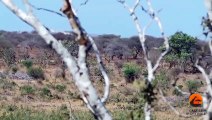 Lions Hunt a Herd of Impalas - Latest Wildlife Sightings