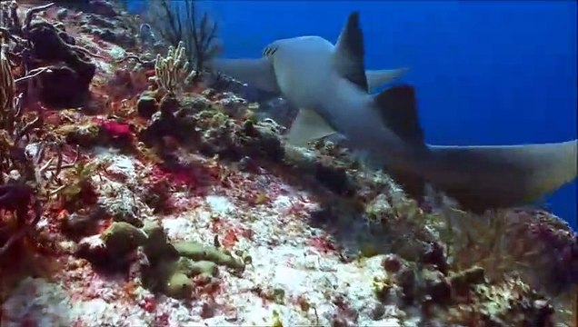 Giant Saw Toothed Shark Real or Fake