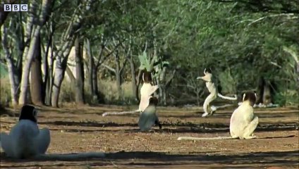 Funny Talking Animals (Walk on the Wild Side) HD - Children in Need Special 2009 - BBC