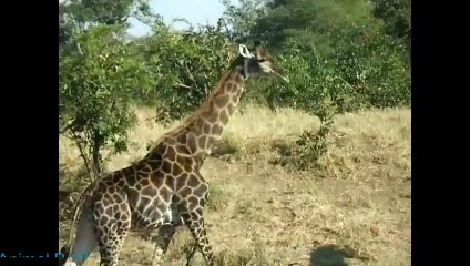 Elephant and  Giraffe   elephant and giraffe want be vs of fight-Video compilation