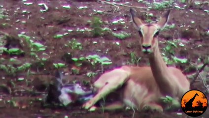 Unbelievable  Leopard Hesitates Before Taking Out An Impala Lamb At Birth (2)