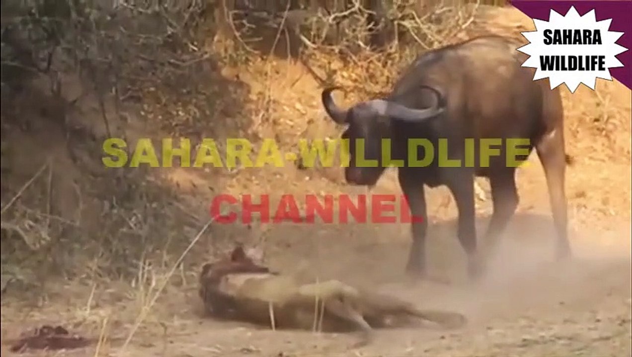 Buffalo Gores Lion To Death [Battle Of Death!!!]