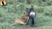 Lion vs wildebeest - Lion Attack wildebeest