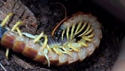 Giant Centipede Vs Hairy Scorpion