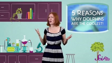 5 Reasons Why Dolphins Are Awesome