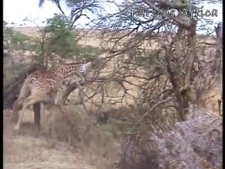 Giraffe kills lion. Giraffe attacks lion pride and kicks one of them to death