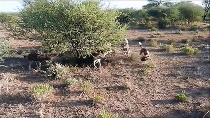 Wild Dogs Ambush and Attemp To Kill 2 Hyenas