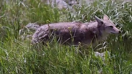 A Badger and a Coyote Hunting Together