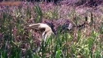 Wild Animals Fight To The Death HD (Lion, White Lion,Tiger,Leopard,Snow Leopard,Hyena,Jaguar)