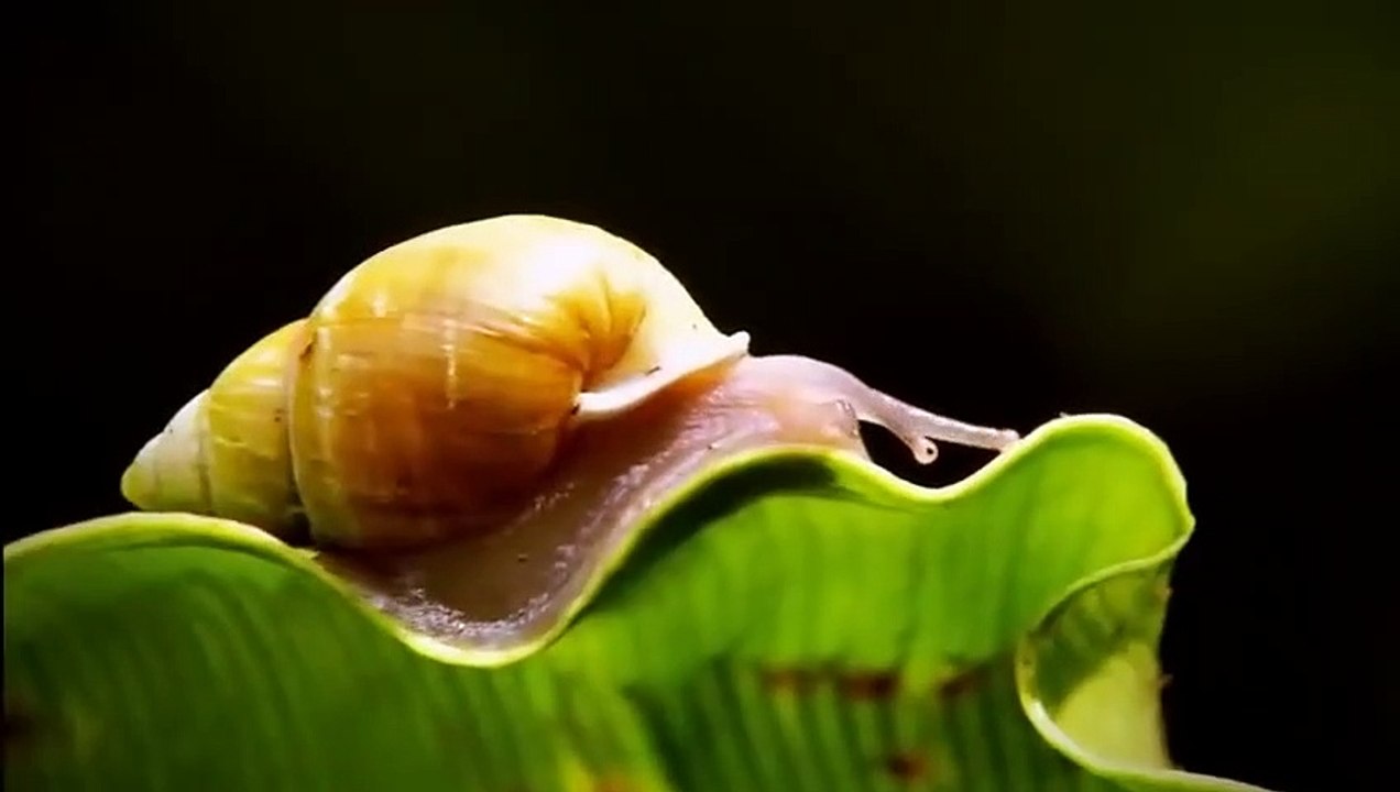 Wolves vs Grizzly Bears - Extreme Fighting ( Nat Geo WILD )