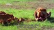 Lion pride while hunting - I'Predator - Nat Geo Wild Documentary (HD 720p)