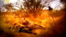 Lions Fighting Death Territory Full Length Nature Wildl