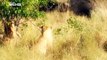 Documentary  LIONS -  THE KILLER ATTACK  - WILD LIONS The Ultimate Predator  - National Geographic