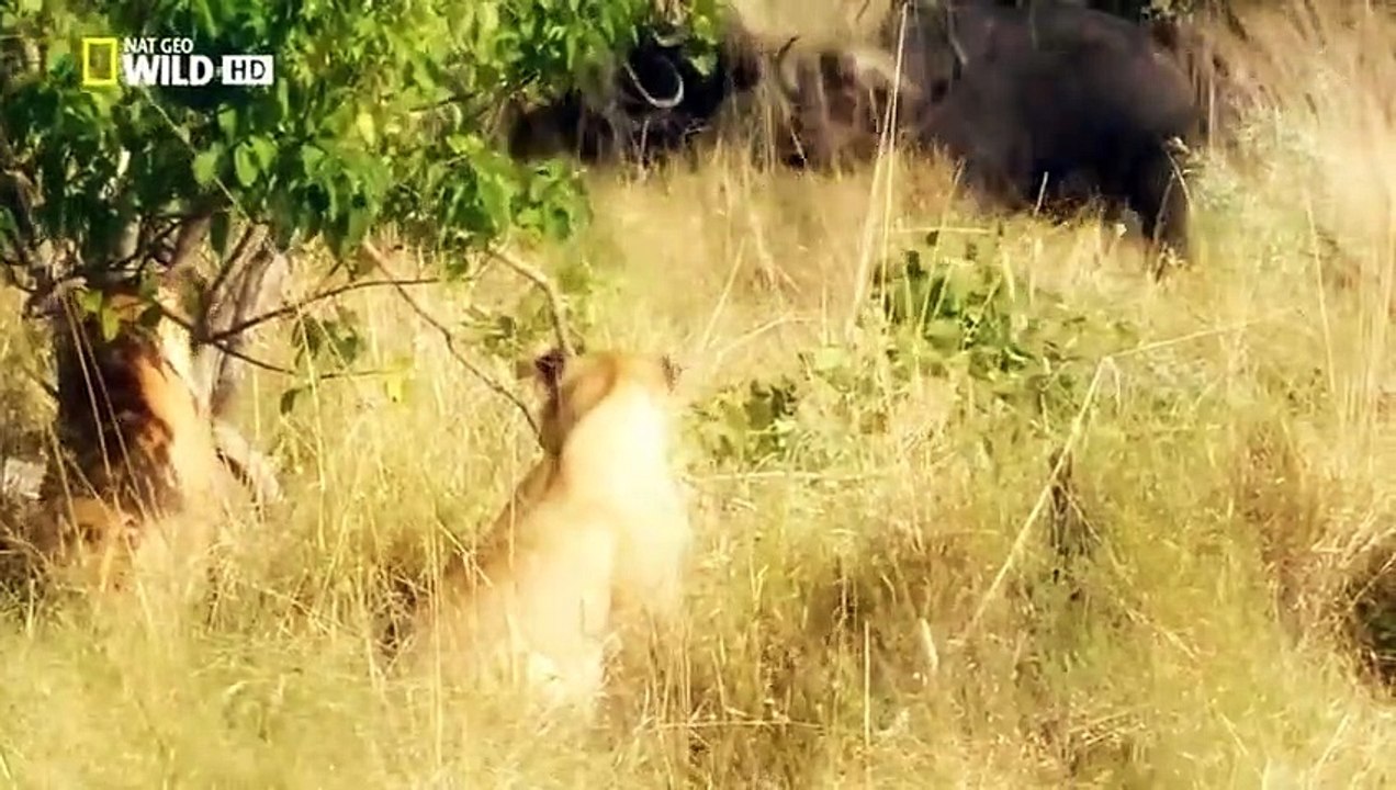 Documentary  LIONS -  THE KILLER ATTACK  - WILD LIONS The Ultimate Predator  - National Geographic