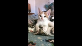 Cat Funny | Cat Cute videos | Cat Funny Videos