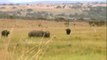 Rhino Kills Cape Buffalo (South Africa)