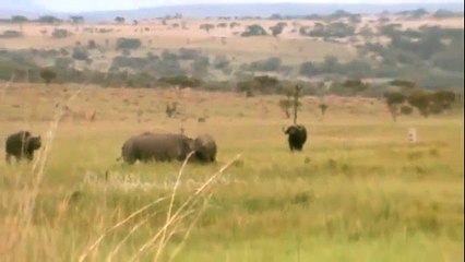 Rhino Kills Cape Buffalo (South Africa)