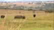 Rhino Kills Cape Buffalo in Epic Battle