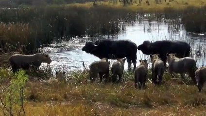 Lions kill Cape Buffalo