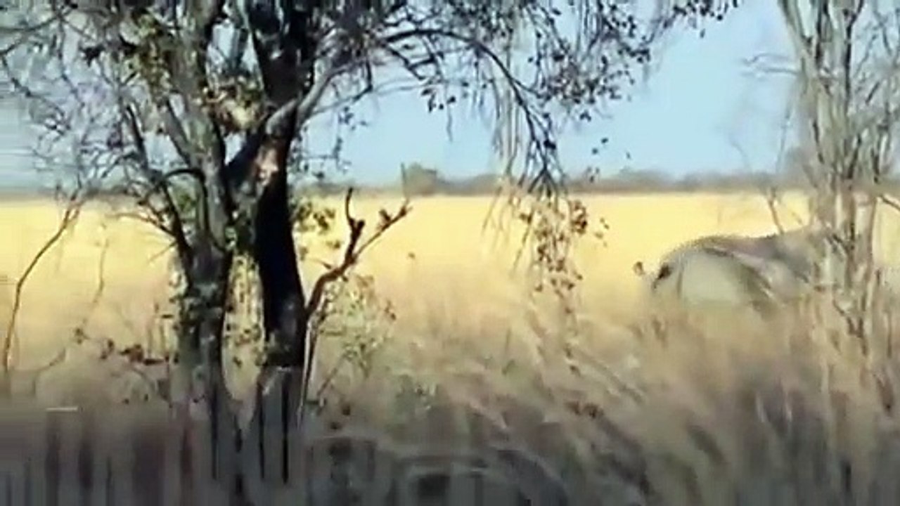 Lion vs Rhino (2)
