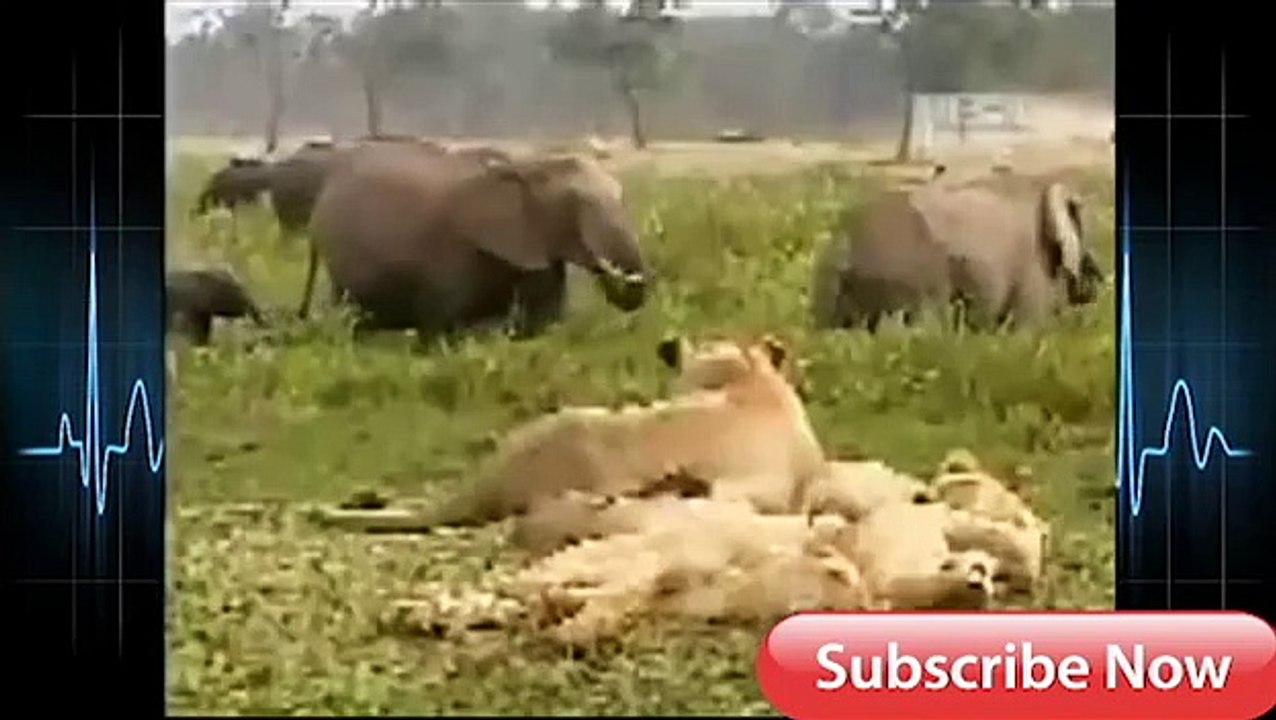 Elephant Vs Lions Attack To Death Python Channel Tv - Vidéo Dailymotion