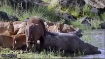 Biggest Wild Animal Fights #2 - Amazing Videos