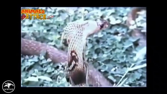 Eagle vs Snake Real Fight Eagle Attack Snakes ☆ Amazing Animal