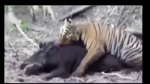 Wild Animal Attacks 2023 - Crocodile, Leopard, Tiger Attacks Wild Boar - Animal attacks