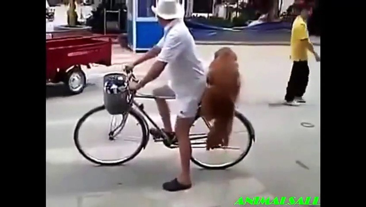 Hero Dog Protects Owner Compilation - Not Training - Caught On Camera