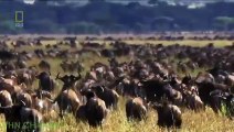 Wow! Lion hunting wildebeest - Wild nature