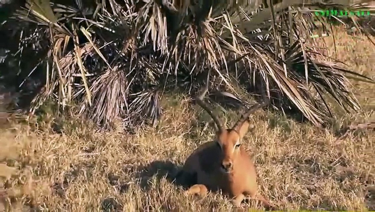 AMAZING Baboons Save Deer From Leopard - Hyena Help Deer, Bear Saves Crow