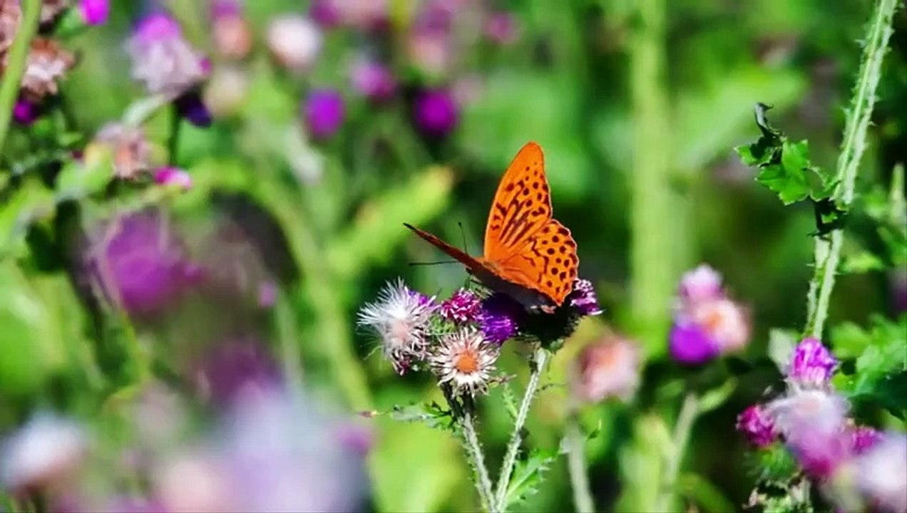 Most beautiful creature video - Australian wildlife, animals and bird photography
