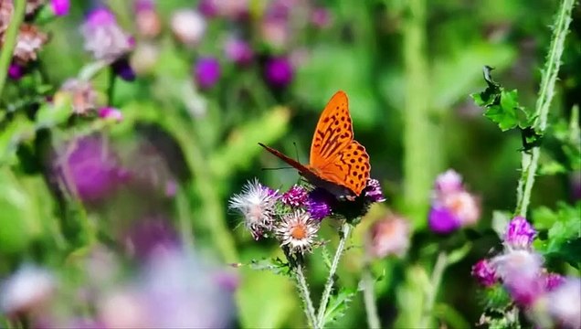 Most beautiful creature video - Australian wildlife, animals and bird photography