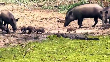 When Victims Fight Back - CRAZY Wild Boar, Zebra, Giraffe vs Poor Lion, Leopard, Crocodile