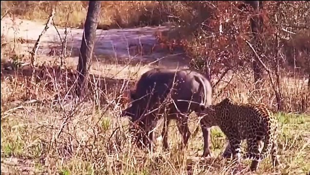 Most Amazing Wild Animal Attacks - Jaguar, Lion, Bird, Ostrich, Crocodile