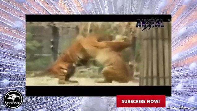 Tiger Attack Animal Planet Tiger Attack on Animals Tiger Attack Documentary 2016