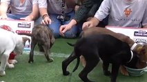 Puppies predict who will win the Super Bowl