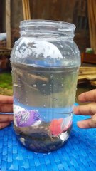 BELAJAR MEMBUAT PERNAK PERNIK AQUASCAPE UNTUK IKAN CHANNA