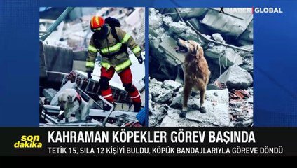 Meksika'dan gelen kurtarma köpeği "Proteo" hayatını kaybetti