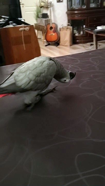 Bird Walking Upside Down