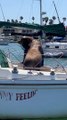 Pirate Sea Lion Steals Ship