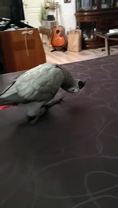 Bird Walking Upside Down