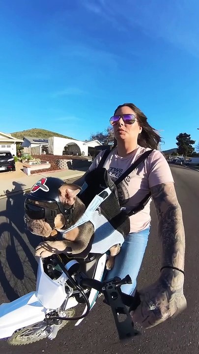 This Dog's Riding In Style - video Dailymotion